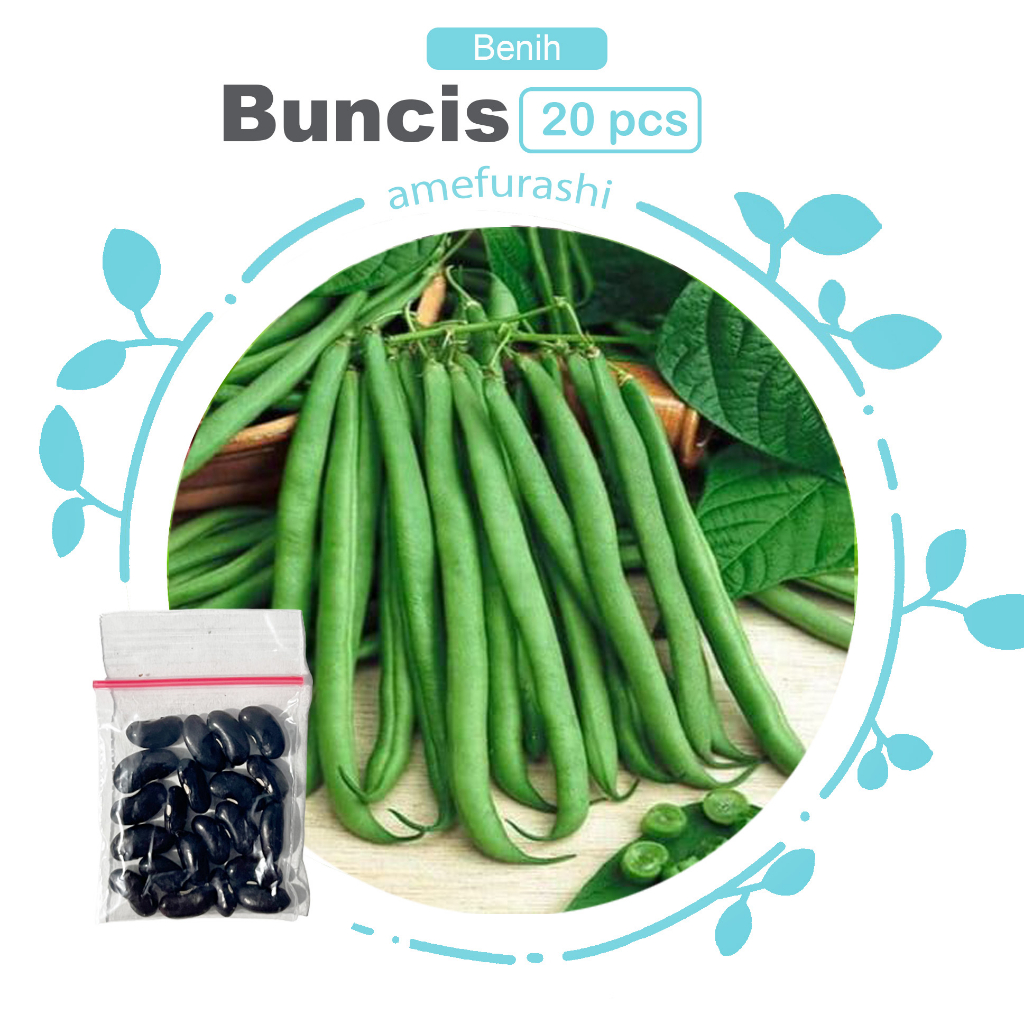 Benih 20 Biji Sayur Buncis Mudah Tumbuh