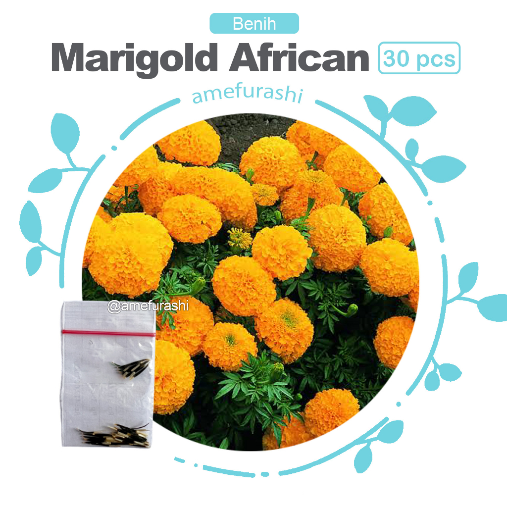 Benih 30 Biji Bunga Marigold African Crackerjack Mudah Tumbuh