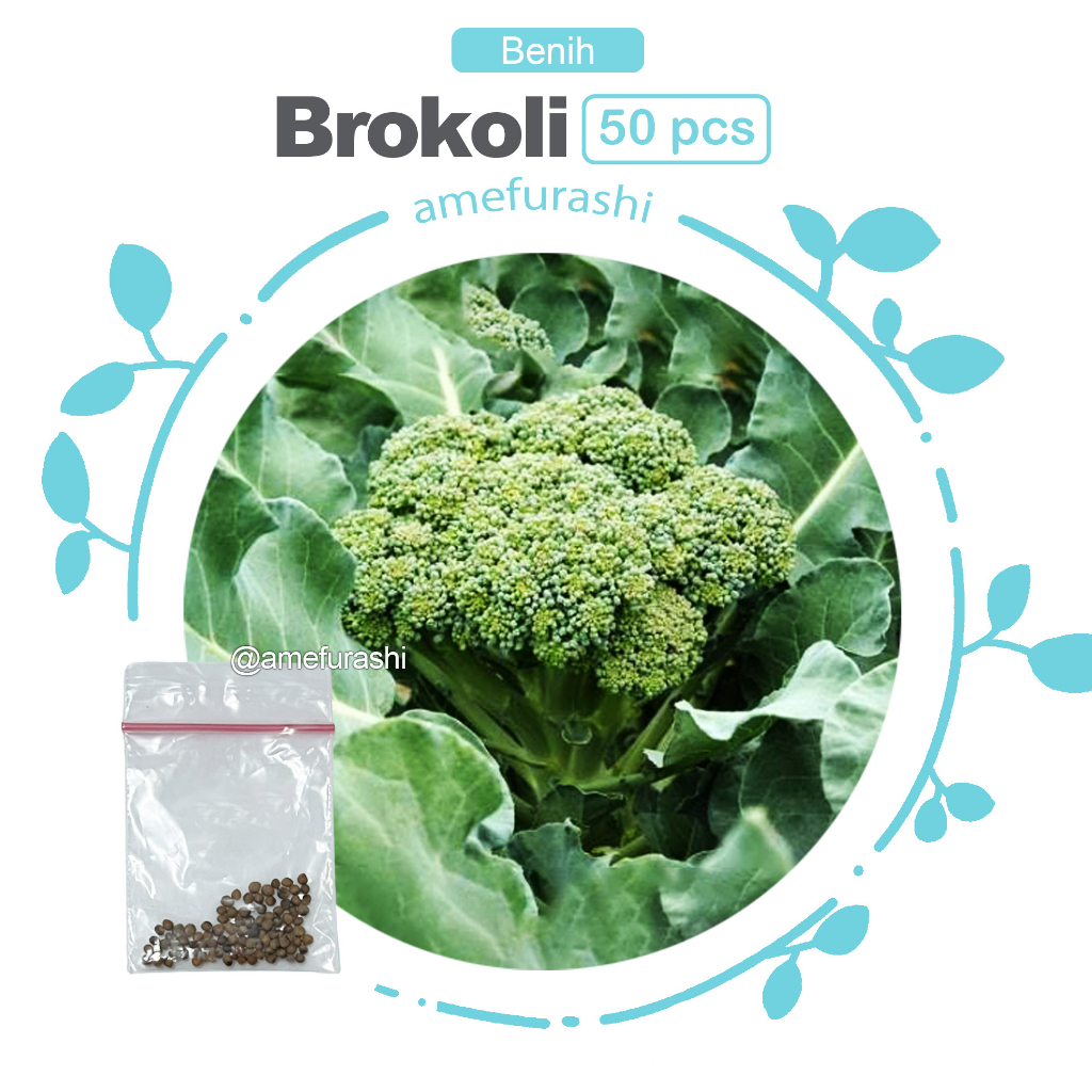 Benih 50 Biji Sayur Brokoli Organik Organic De Cicco Broccoli