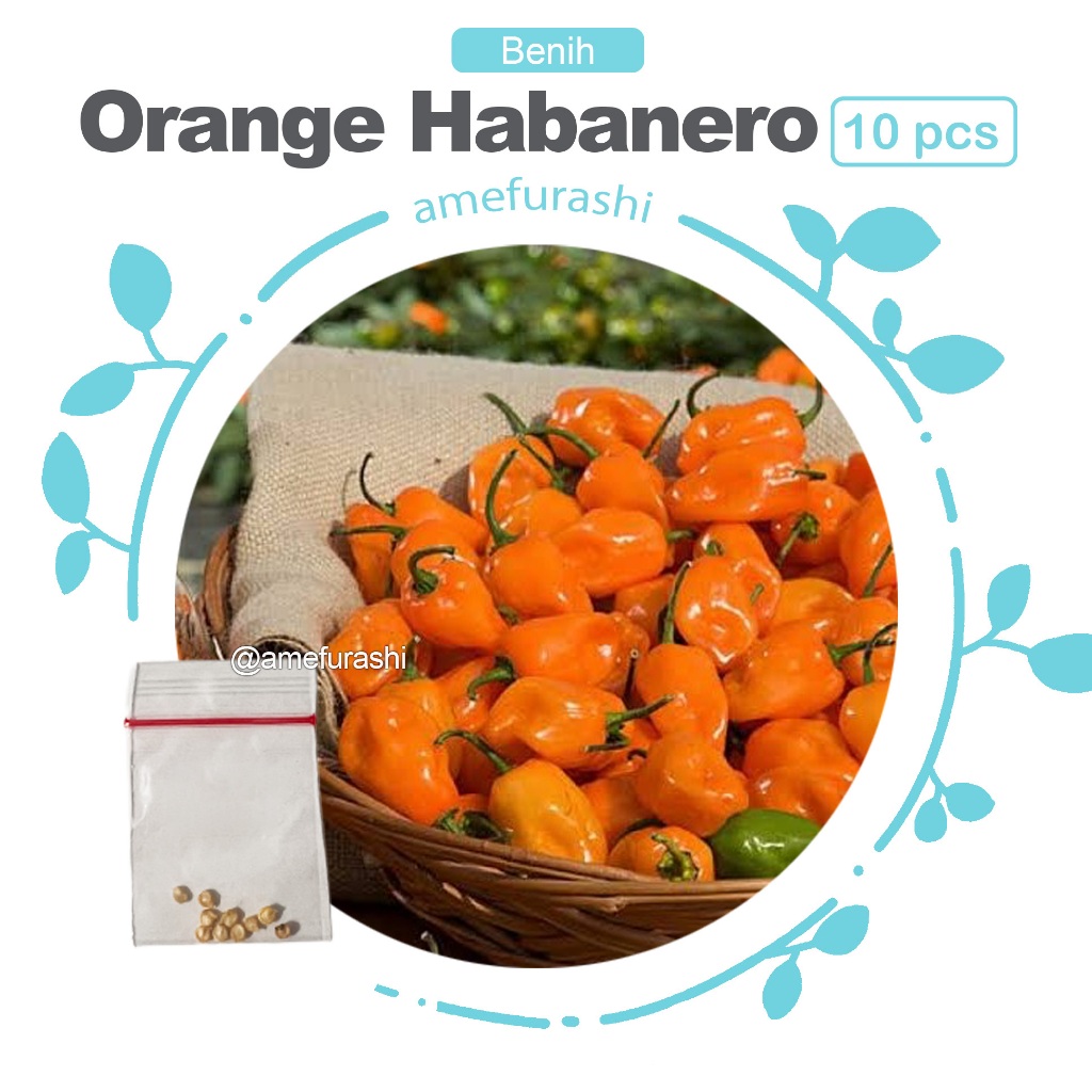 Biji Benih Cabe Orange Habanero Pepper isi 10 Biji Cabe Unik Warna Orange