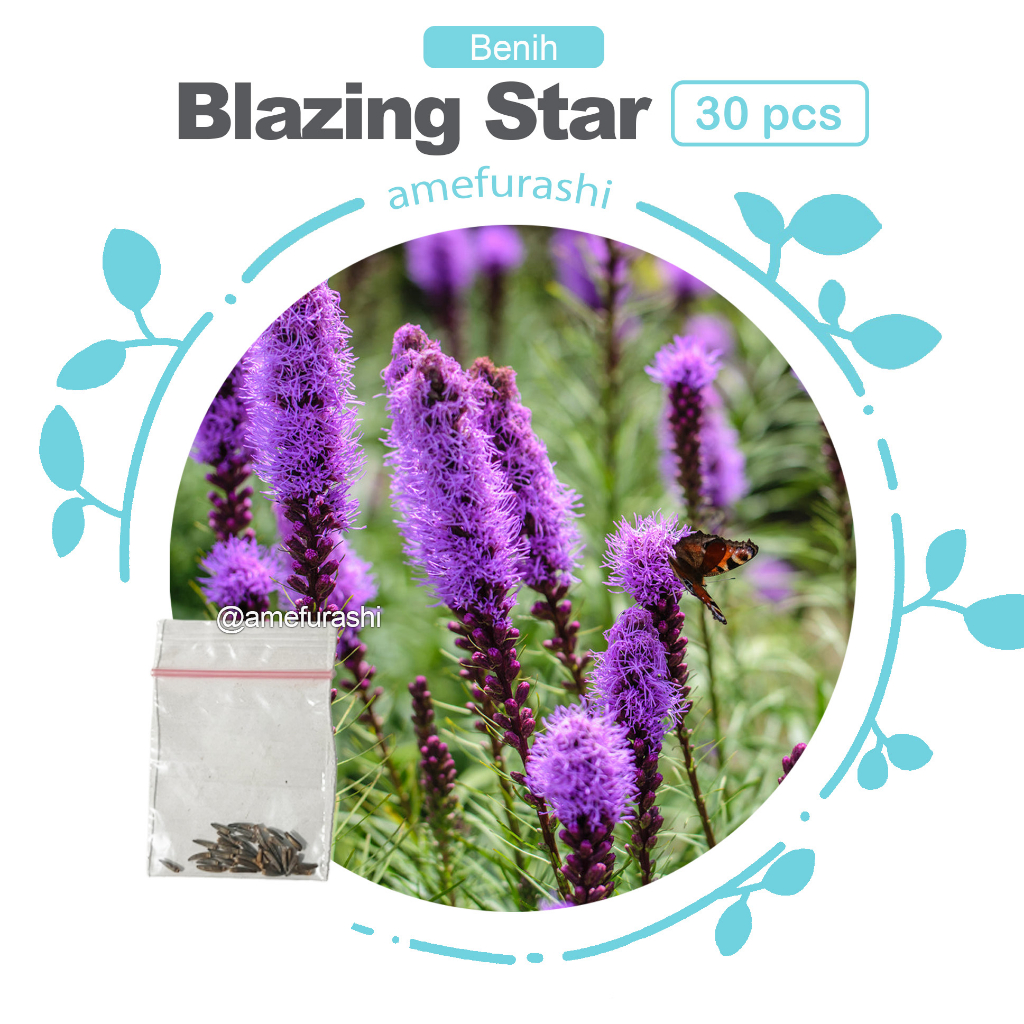 Benih 30 Biji Bunga Blazing Stars Beautiful Purple Flower