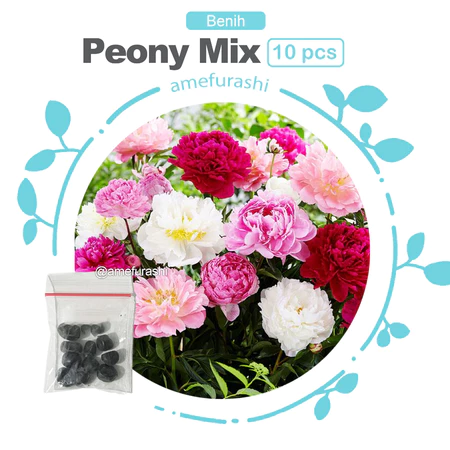 Benih Biji Bibit Bunga Peony Mix Paeonia Lactiflora