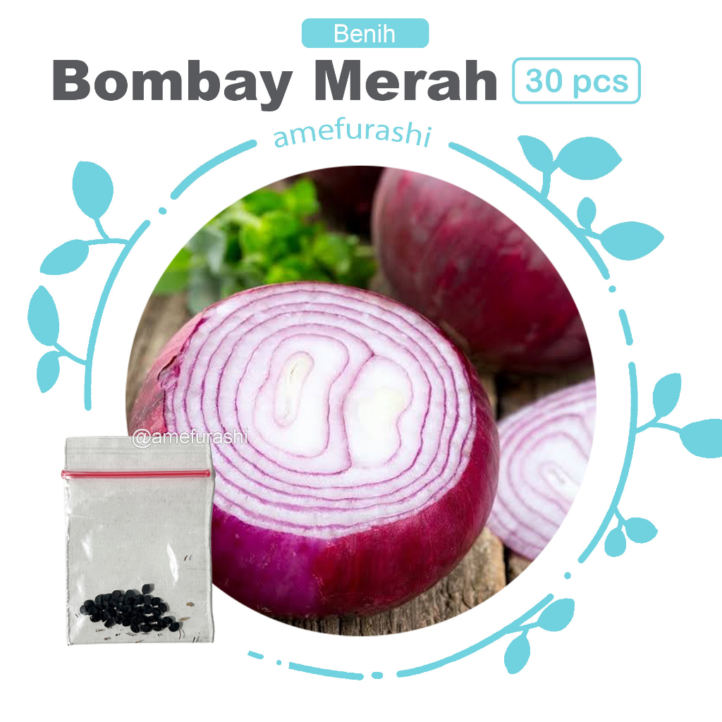 Benih 30 Biji Bawang Bombay Merah Red Grano Onion