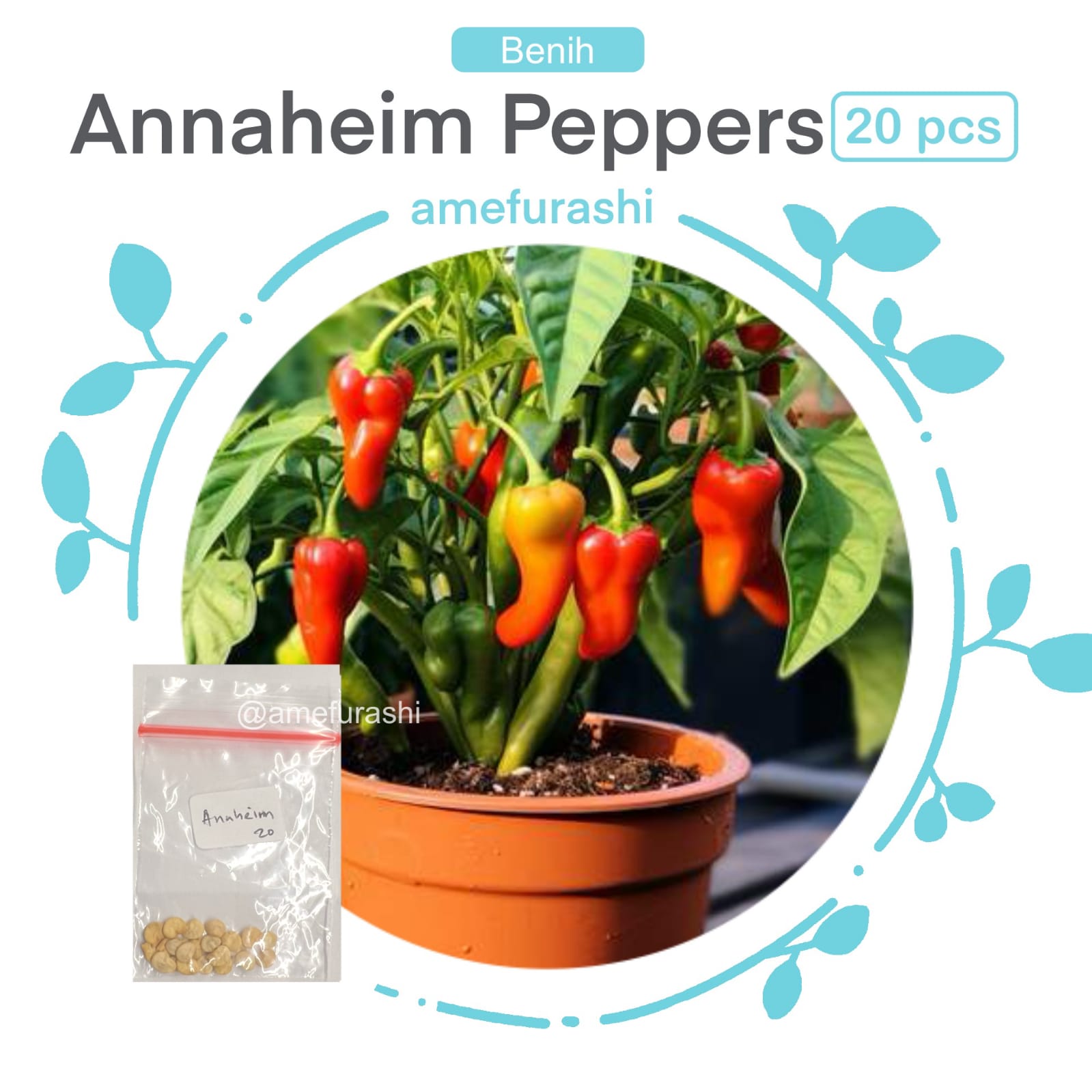 Benih 20 Biji Cabe Anaheim Chile Hot Pepper Mudah Tumbuh