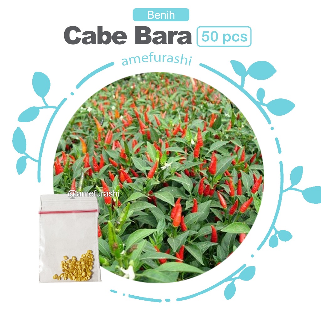 Benih 50 Biji Cabe Bara Cabe Rawit Merah Pedas
