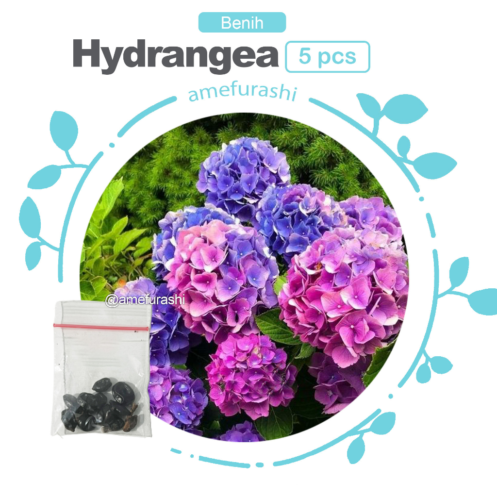 Benih 5 Biji Bunga Hydrangea Hortensia Kembang Bokor Flower