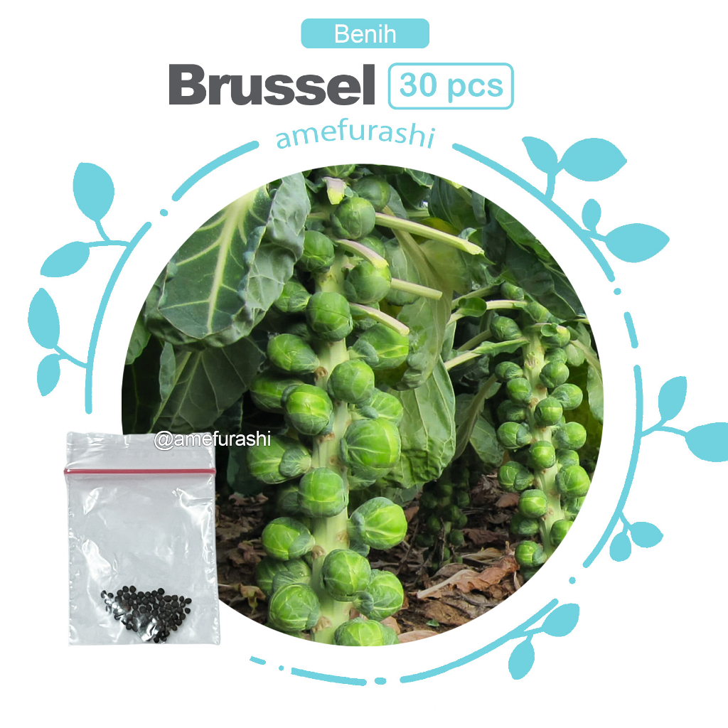 Benih 30 Biji Sayur Brussel Sprouts Mudah Tumbuh