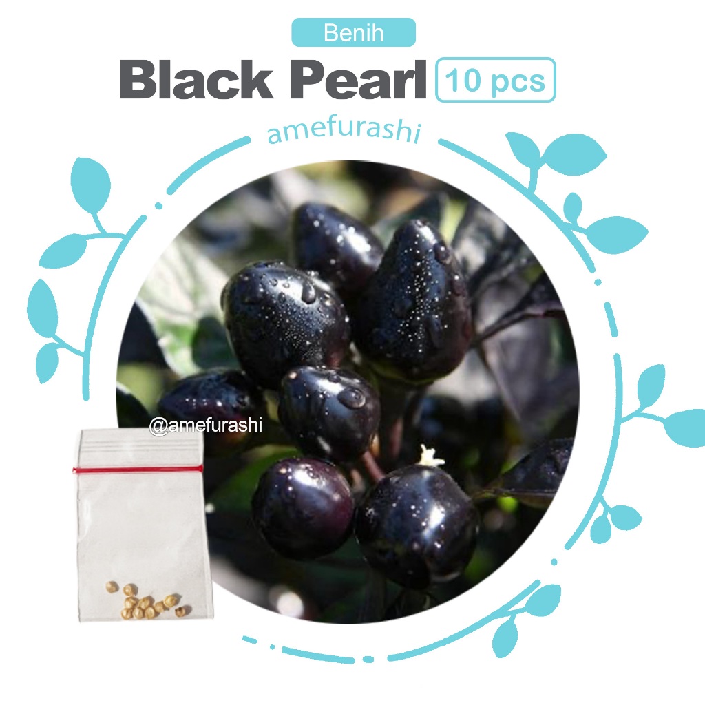 Benih 10 Biji Cabe Black Pearl Pepper Mudah Tumbuh