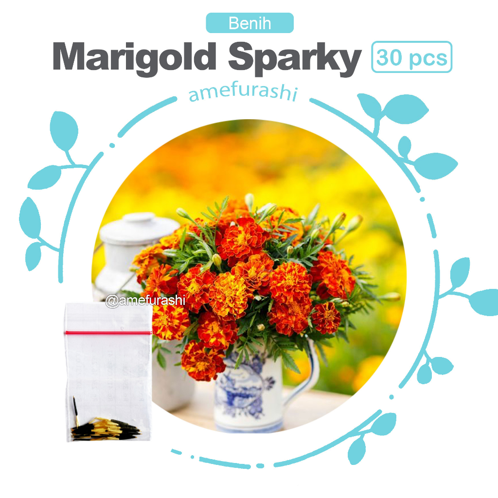 Benih 30 Biji Bunga Marigold Sparky Mix mudah Tumbuh di Daerah Panas