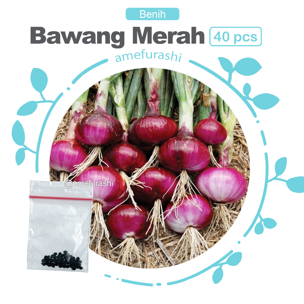 Benih 40 Biji Bibit Sayur Bawang Merah Tanam Sayur Kamu Sendiri
