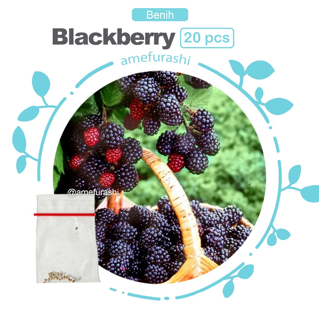 Benih 20 Biji Buah Blackberry Import  Desired Fruit