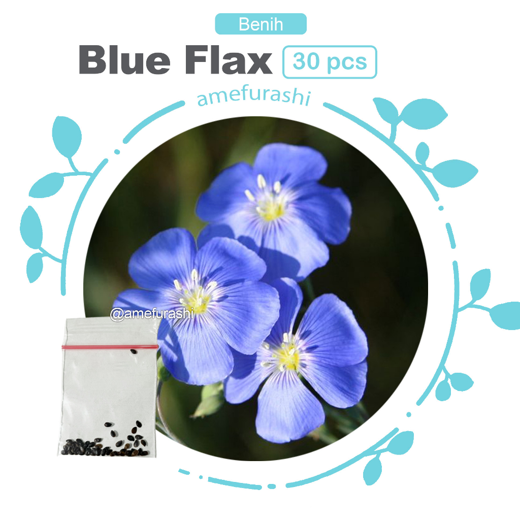Benih 30 Biji Bunga Blue Flax Flower Biji Blue Flax Bunga Biru