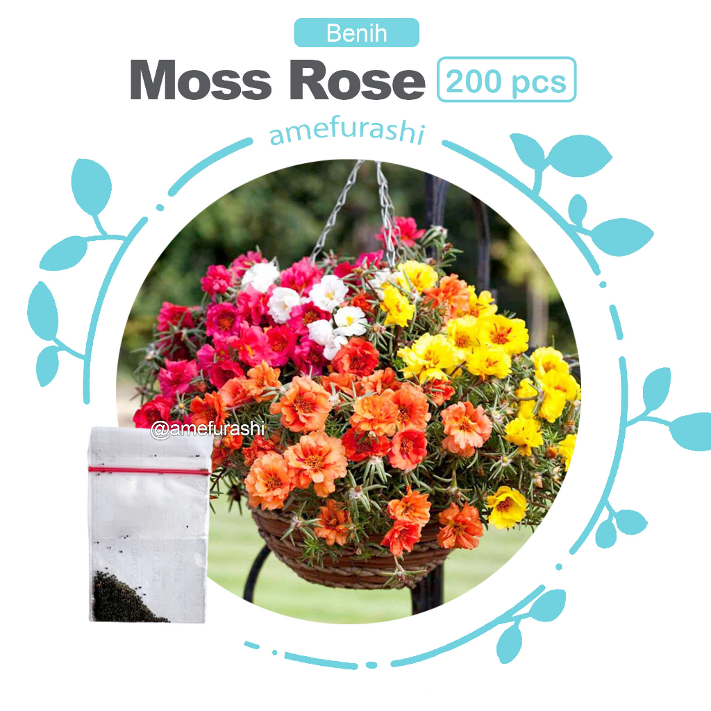 Benih Bunga Moss Rose isi 200 Biji Moss Rose Mix Portulaca Bunga Cantik  Mudah Tumbuh