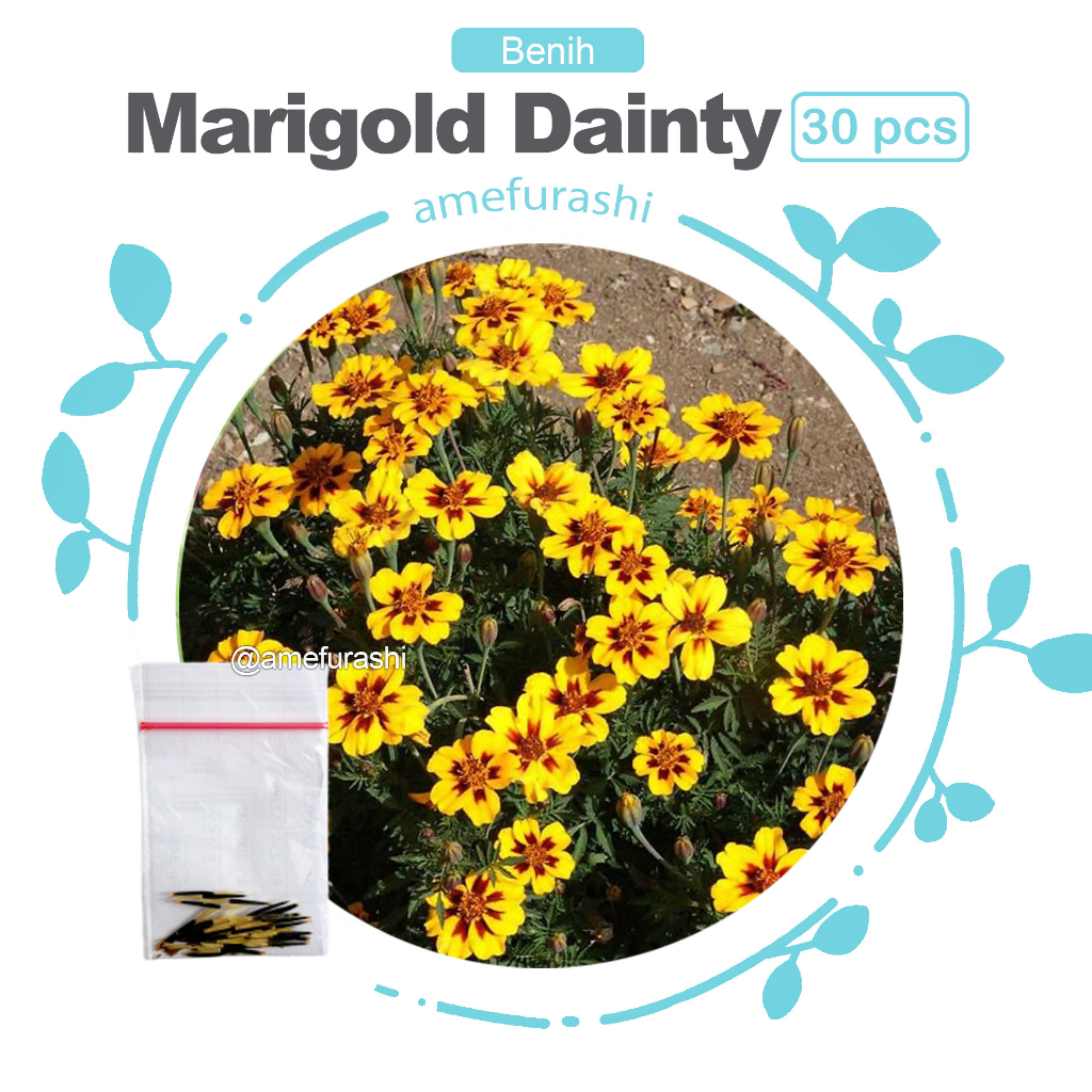 Benih 30 Biji Bunga Marigold Dainty Bunga Oren Cantik Mudah Tumbuh