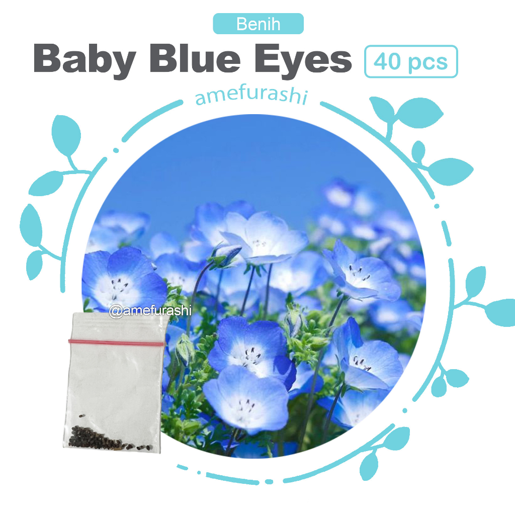 Benih 40 Biji Bunga Baby Blue Eyes Beautiful Blue Flower