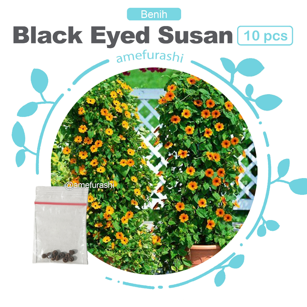 Benih 10 Biji Bunga Black Eyed Susan Vine Tanaman Merambat Mudah Tumbuh