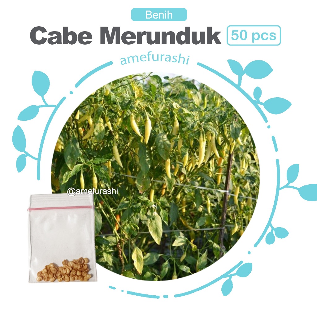 Benih 50 Biji Cabe Rawit Putih Merunduk Mudah Tumbuh