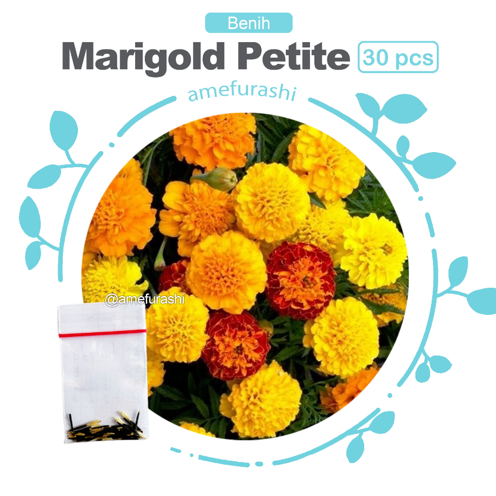 Benih 30 Biji Bunga Marigold Petite Mix Edible Flower Mudah Tumbuh