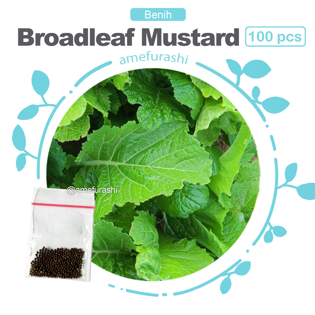 Benih 100 Biji Sayur Broadleaf Mustard Mudah Tumbuh