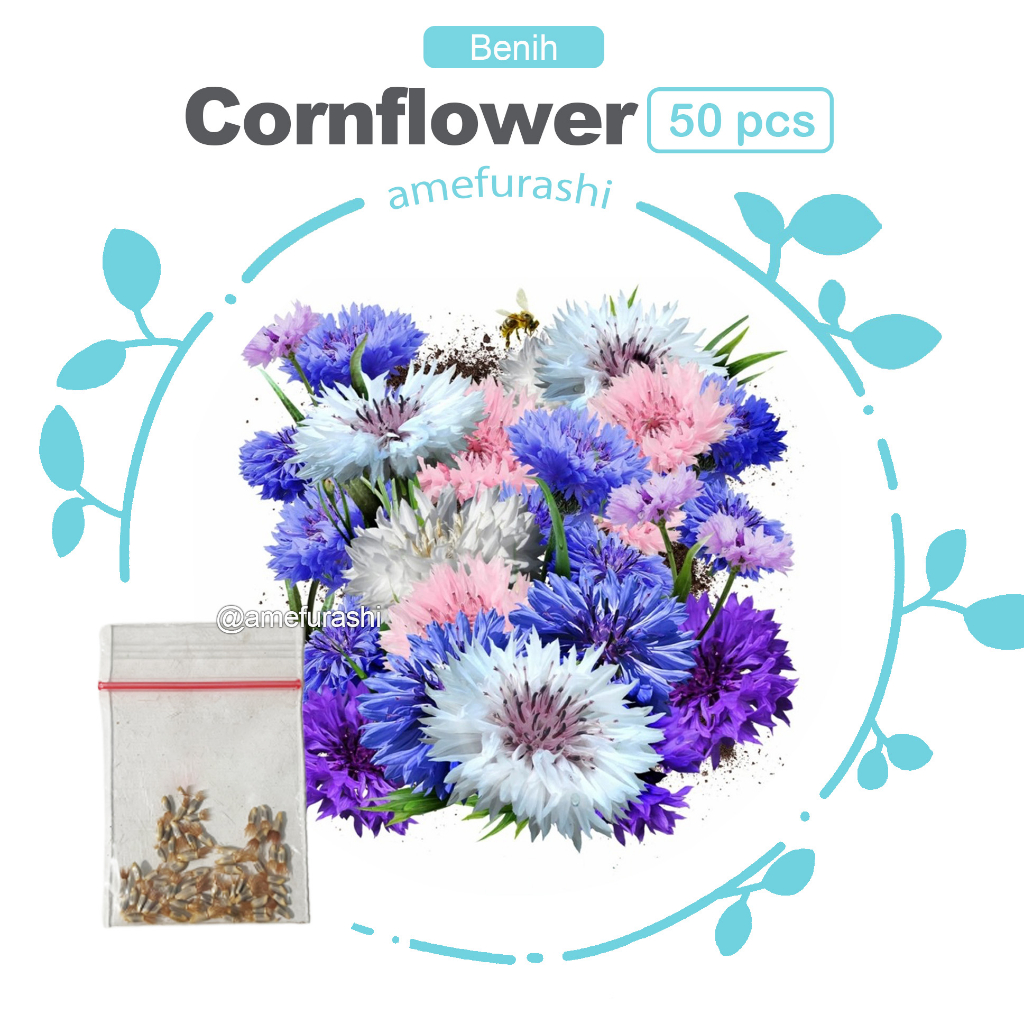 Benih Bibit 50 Biji Bunga Cornflower Mix Colour Edible Flower Bachelor's Button mudah tumbuh