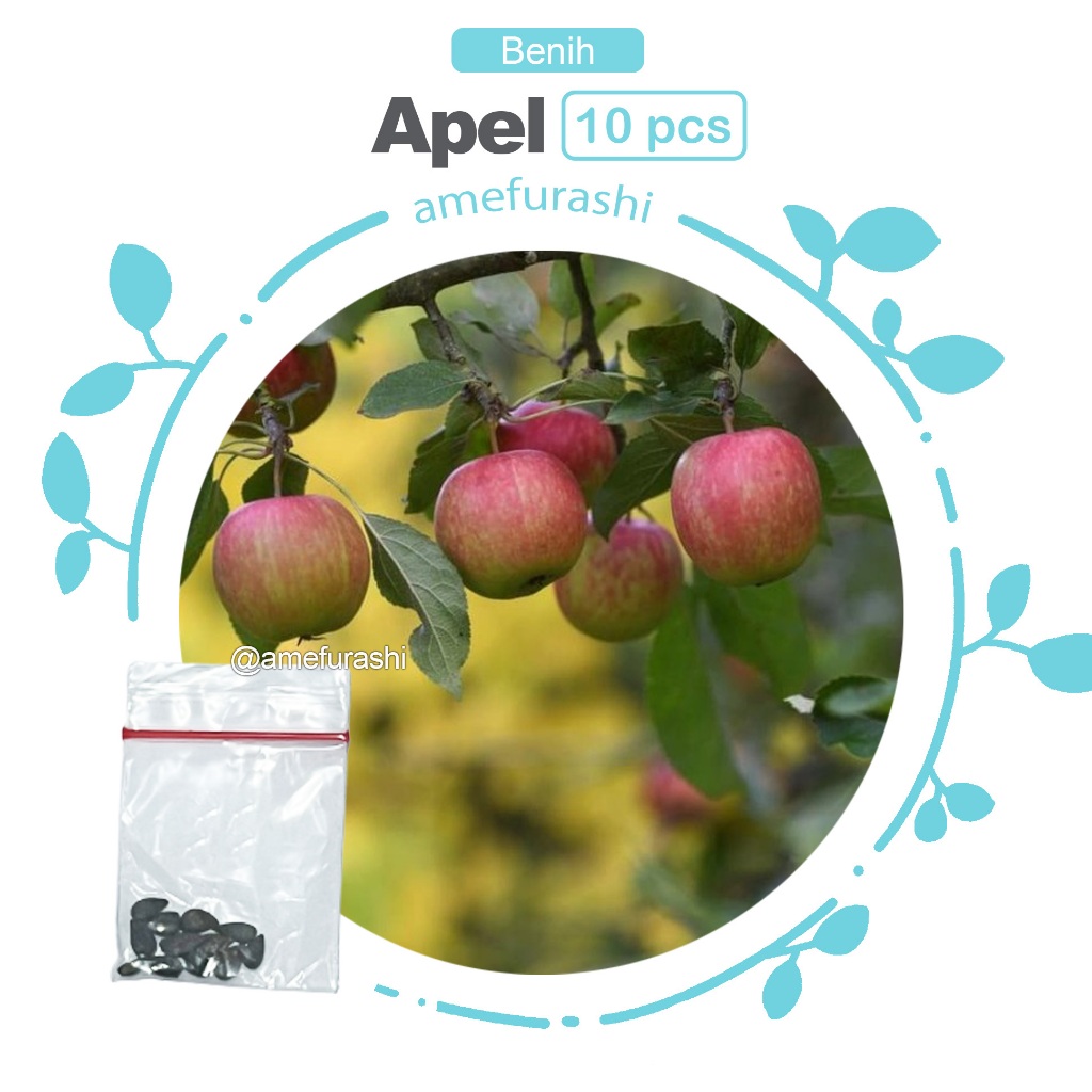 Benih Biji Buah Apel Paradise isi 10 Biji Apple Fruit Seed