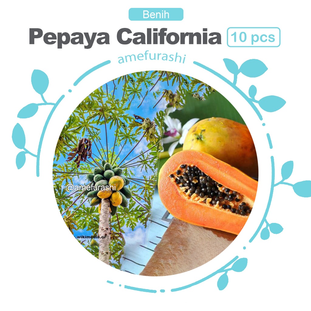 Benih 10 Biji Buah Pepaya California mudah Tumbuh & Buah Banyak