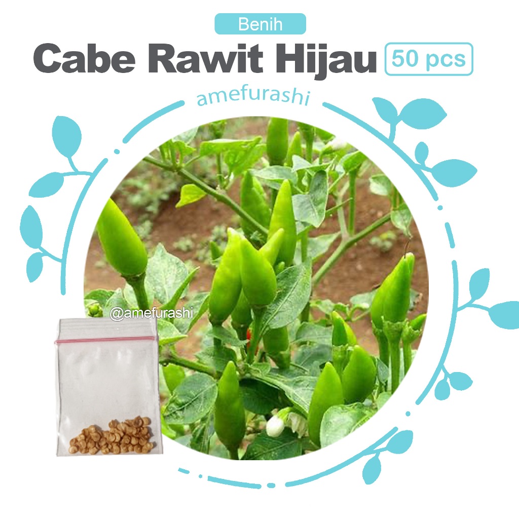 Benih 50 Biji Cabe Rawit Hijau Pedas Mudah Tumbuh Bisa Di Pot