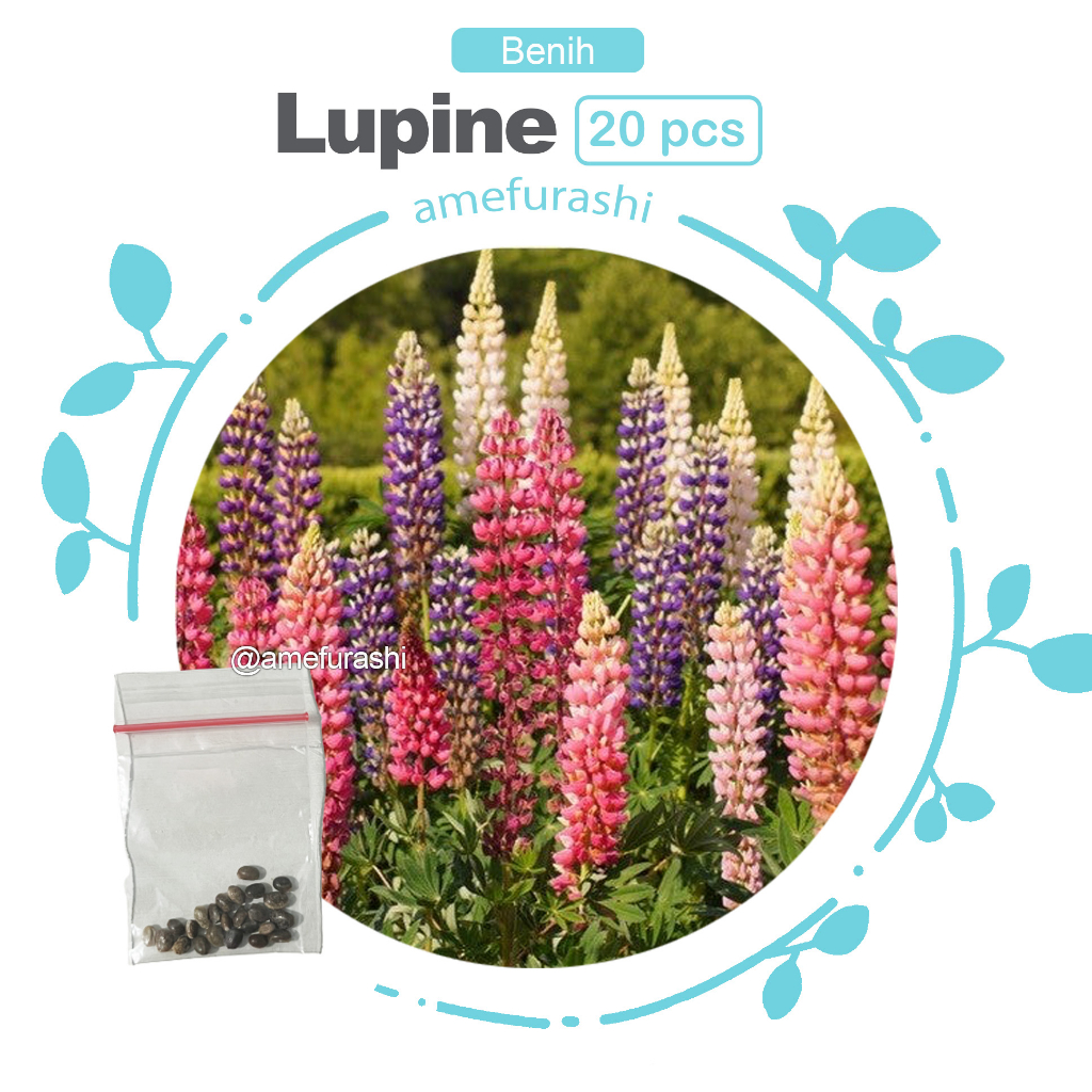 Benih 20 Biji Bunga Lupine Mix Bunga Unik