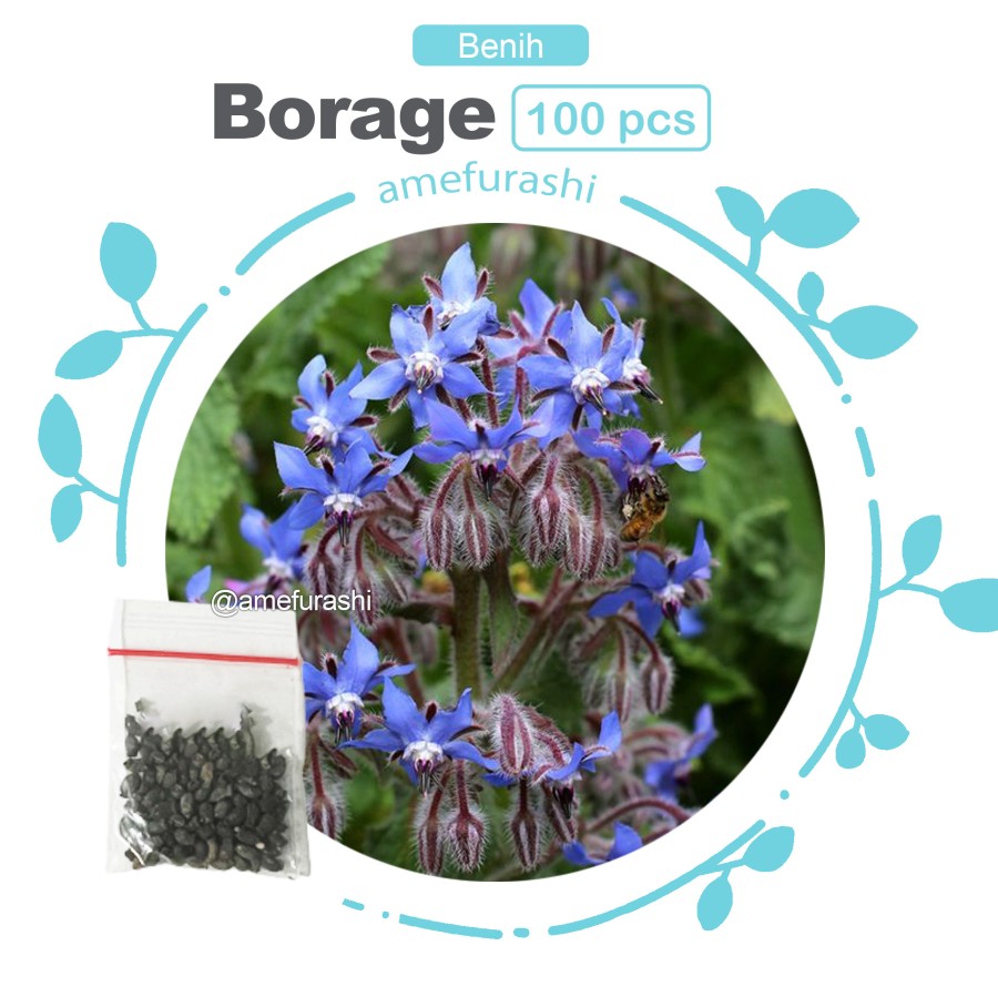 Benih 100 Biji Borage Edible Flower Seed Cocok untuk Teh dan Salad